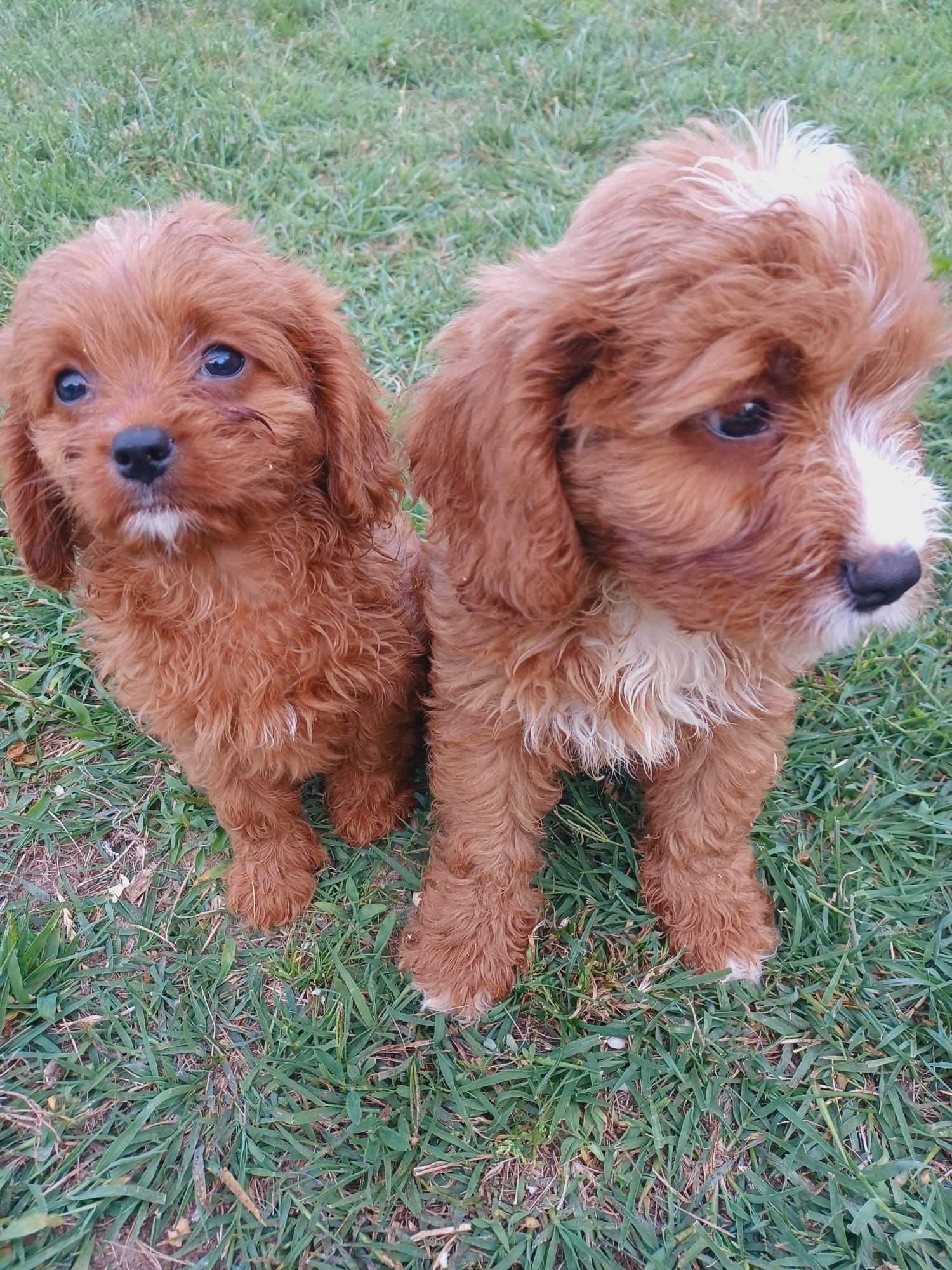 Pui rasa Cavapoo (Cavalier+Pudel)