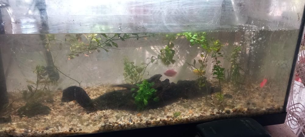 Acvariu juwel 80l
