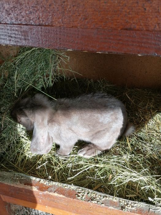 Iepuri rasa Berbec german culoare havana