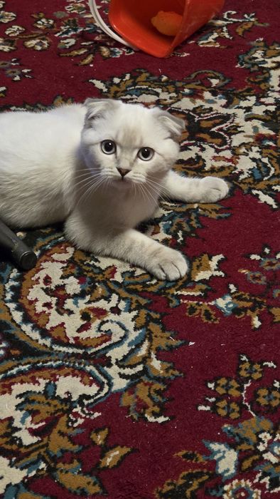 Mushuk sotiladi 7 oyli