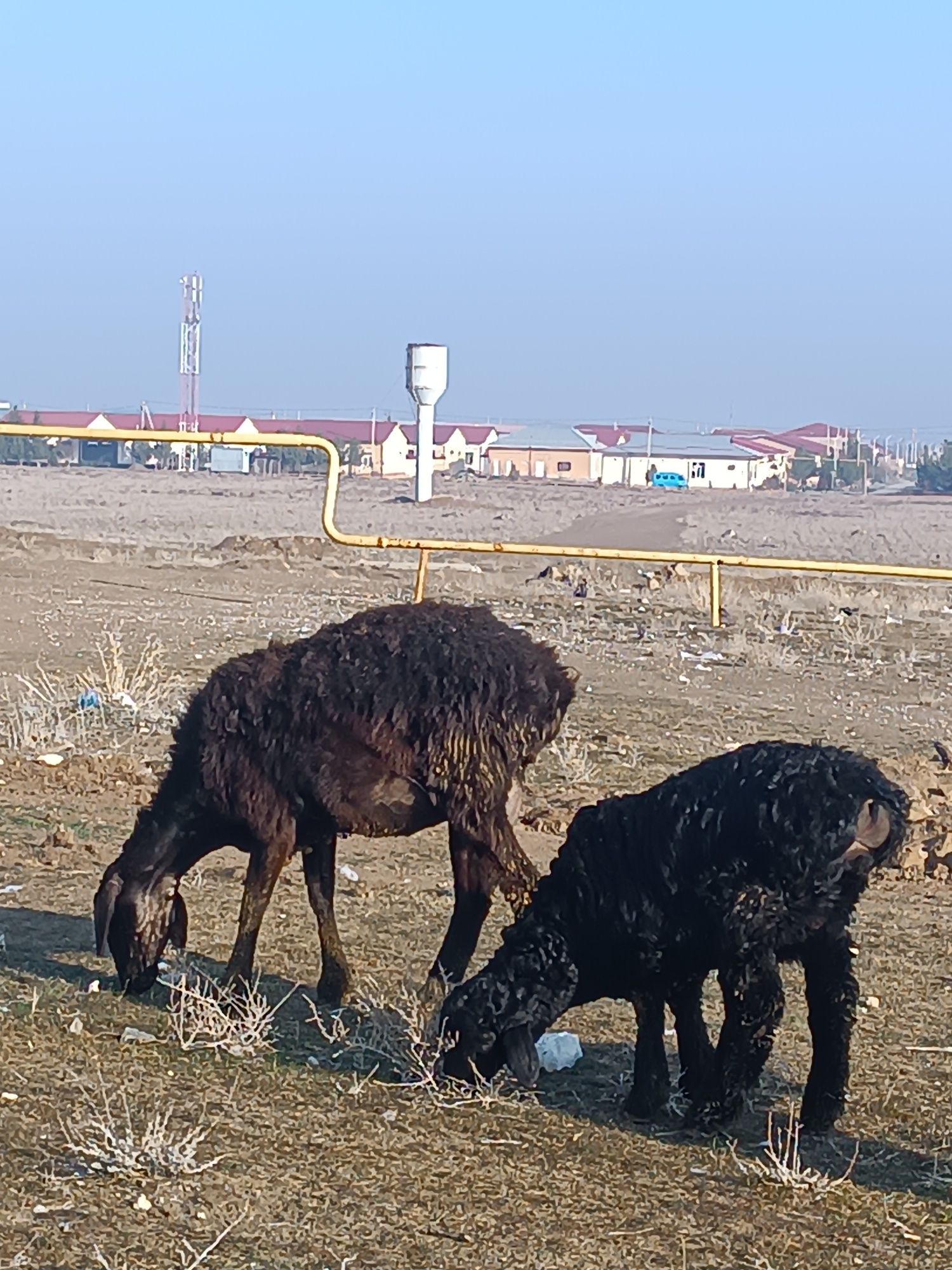 Quy sotiladi ona bola