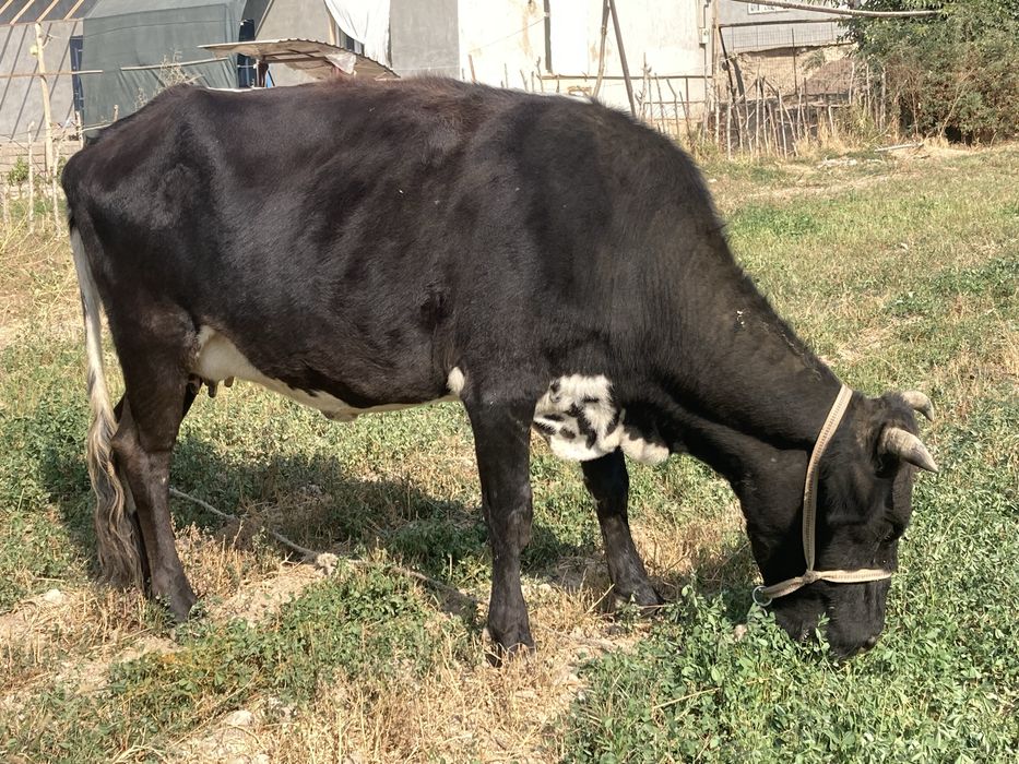 Она бола сигир 23 000,000