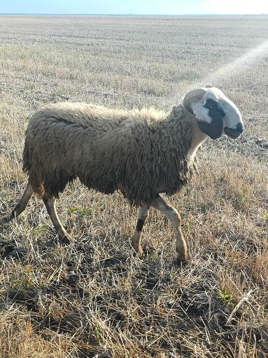 Berbec/ noatin pentru sacrificat ori montă