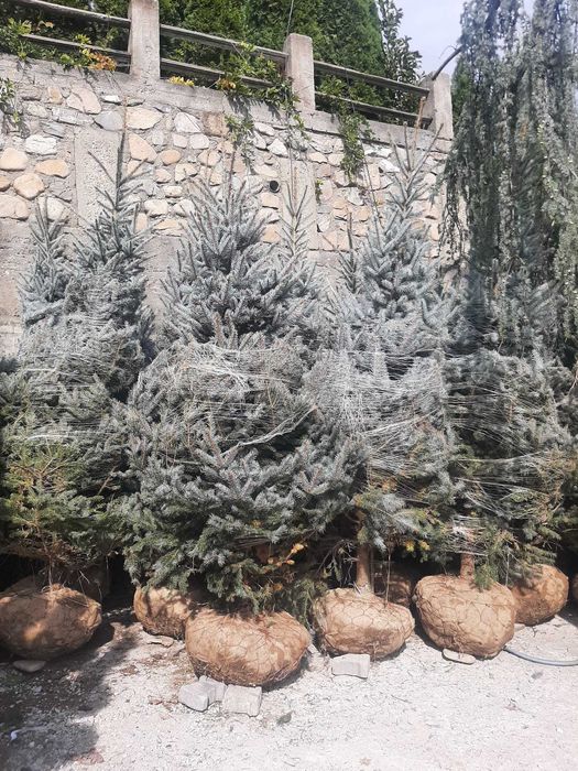 Tuia, Brazi, Gazon, Magnolie, Mesteacăn, Tei