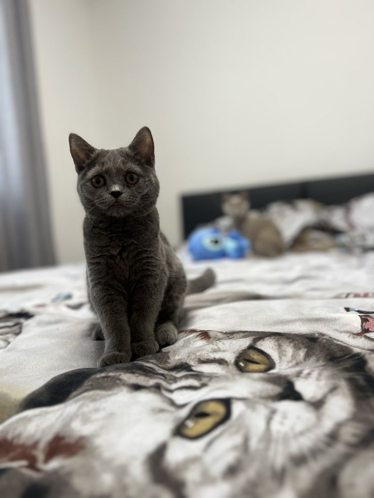 Британски котенца