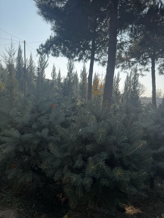 Продаются голубые ели