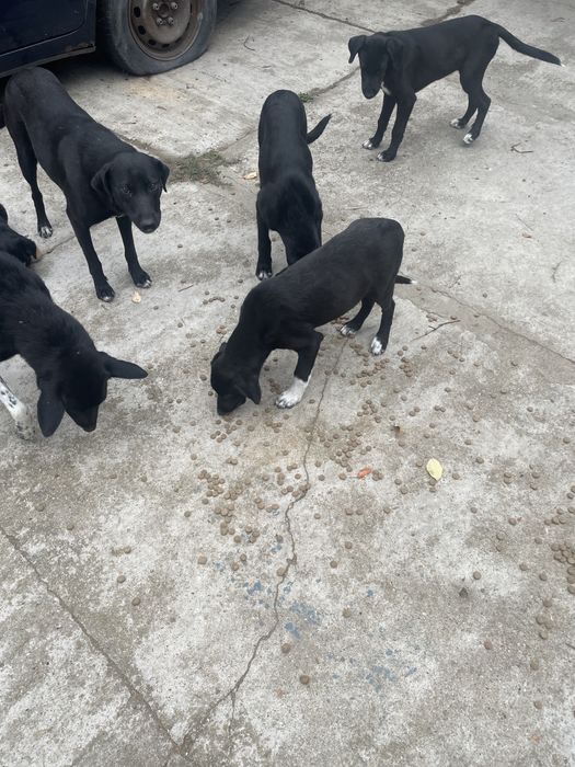 Catelusi spre adoptie
