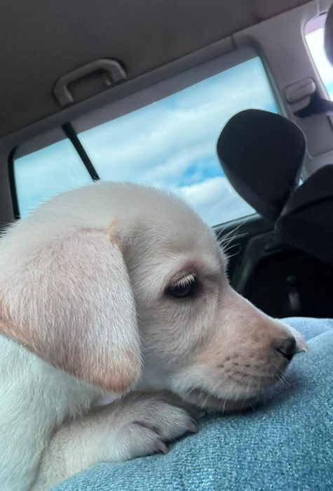 Лобродор девочка