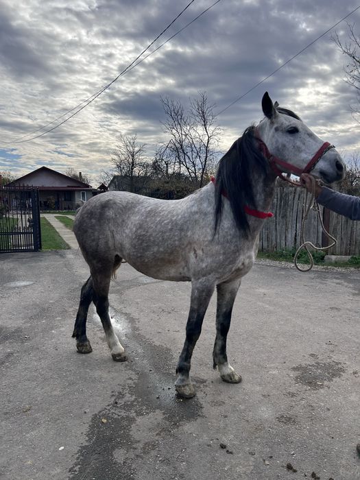 Iapa de 5 ani foarte cuminte