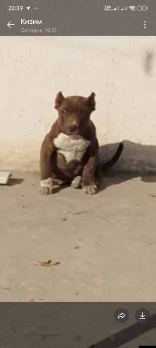 Продается Чистокровные питбули rednous