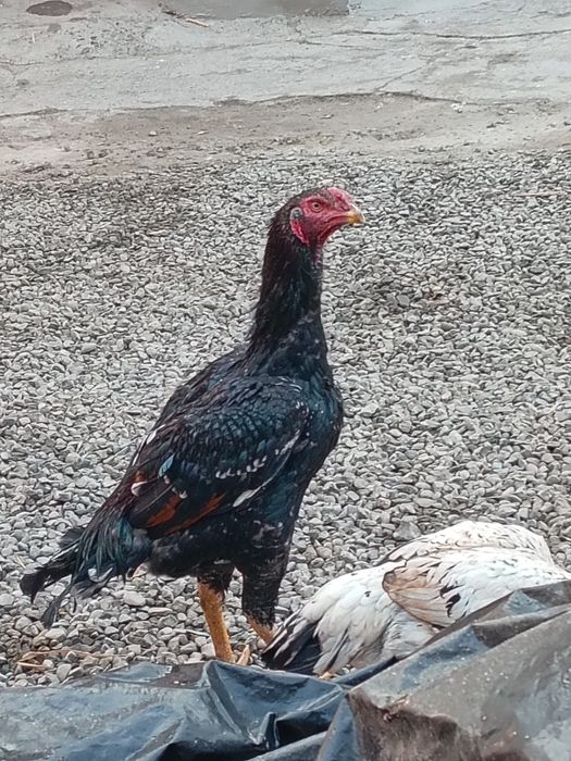 Yosh joja zotli joja