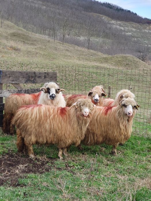 Vând oi 6 și un berbec