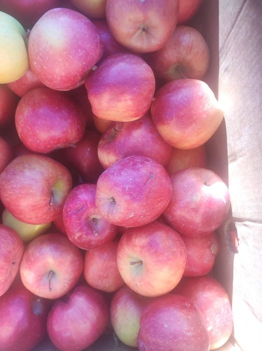 Продам яблоки,много