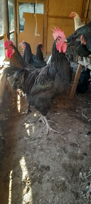 Tovuq xorozla sotiladi Damashniy