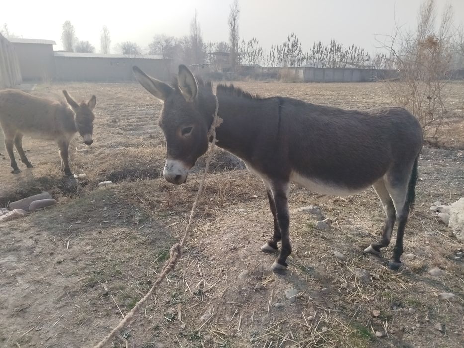 Ona bola Eshak sotiladi,bekorchilar bezovta qilmasin  TELG: Anjrk_23