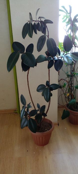 Комнатные цветы фикус пальмы