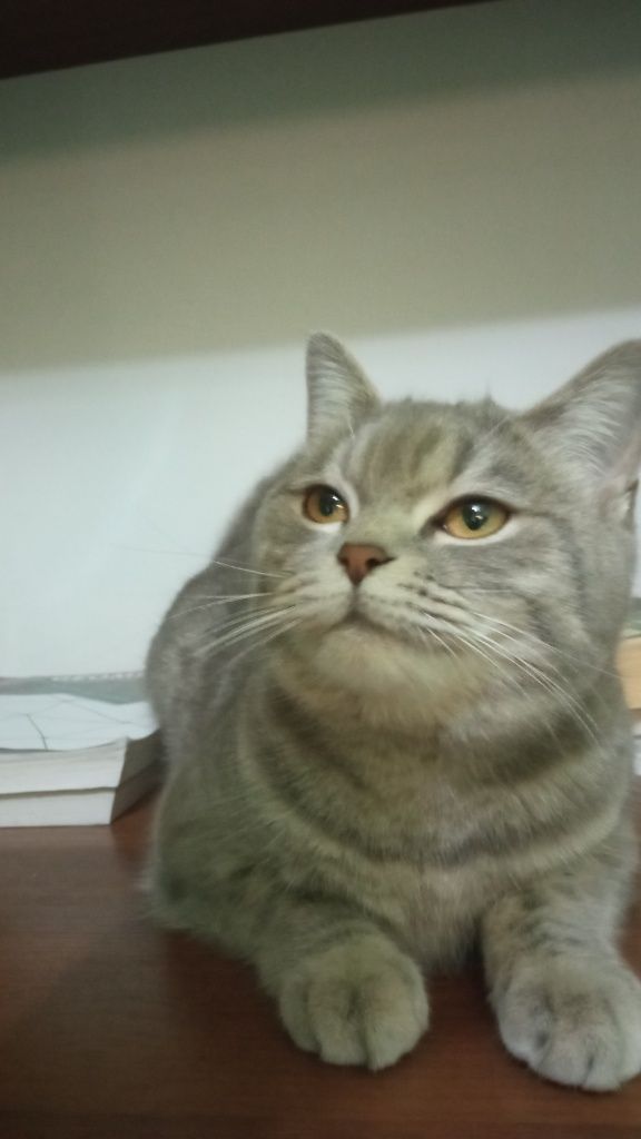 Британская кошка.