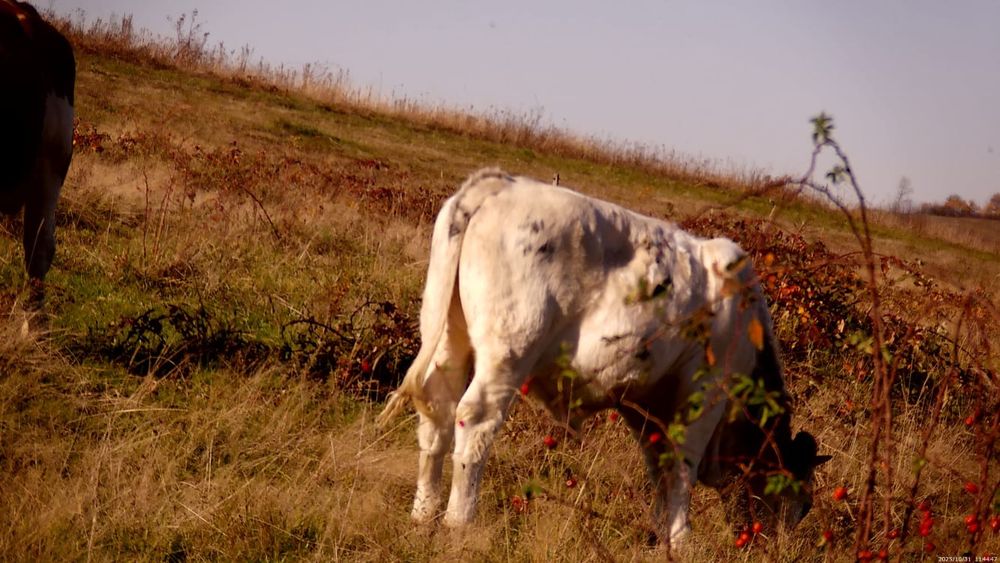 Vând viței belgieni crescuți în libertate
