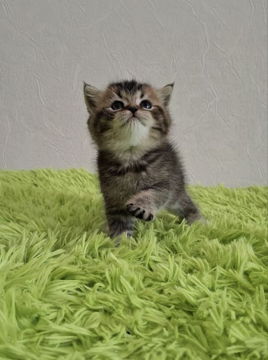 Котенок страйт. Тикированная золотая шиншилла