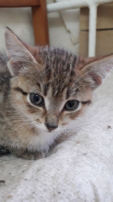 Отдаем котят в добрые руки