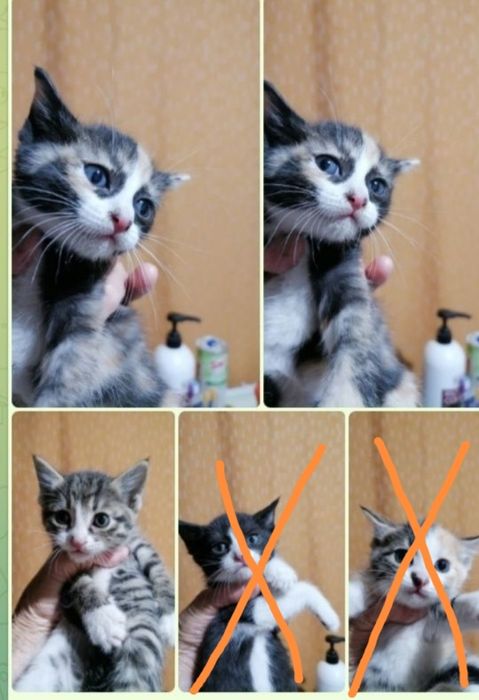 Котята, смешанной породы