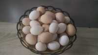 Oua găină BIO 100%