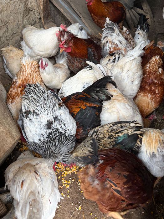 Домашни Петли за клане/отглеждане