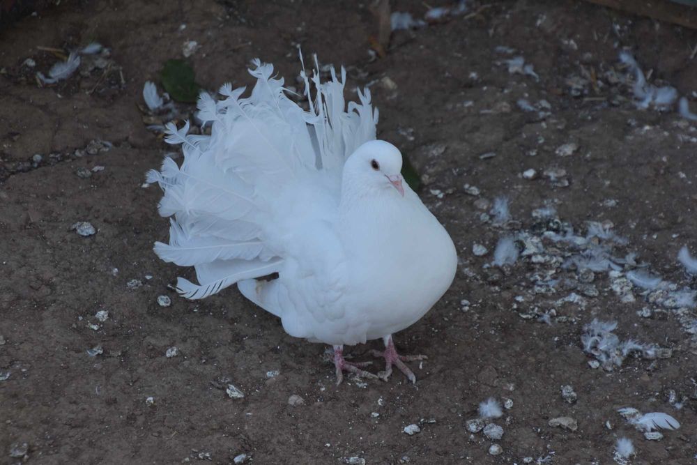 Гълъби - бели фенерлии