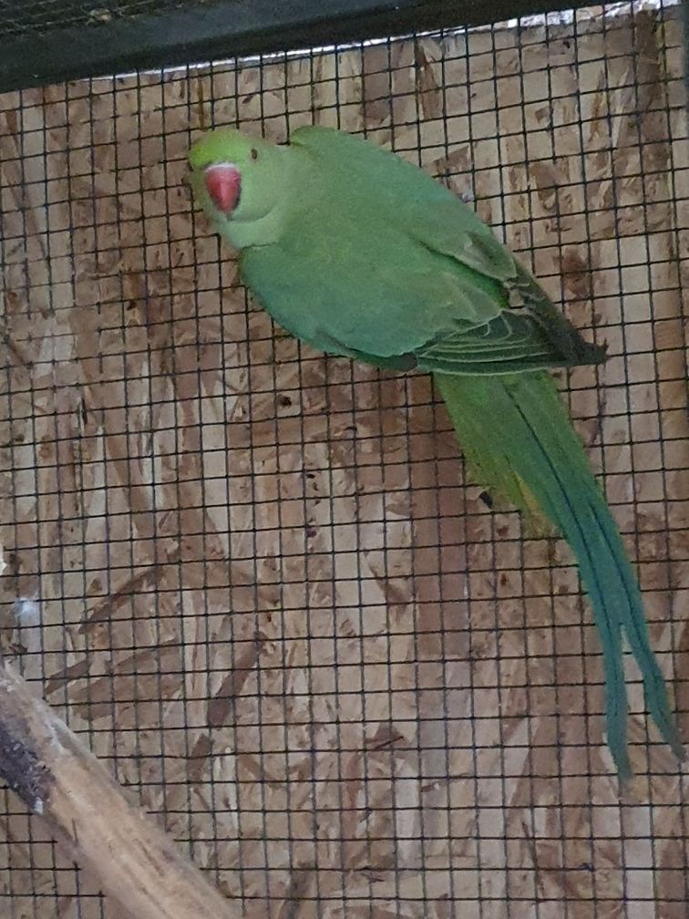 Papagal micul Alexandru