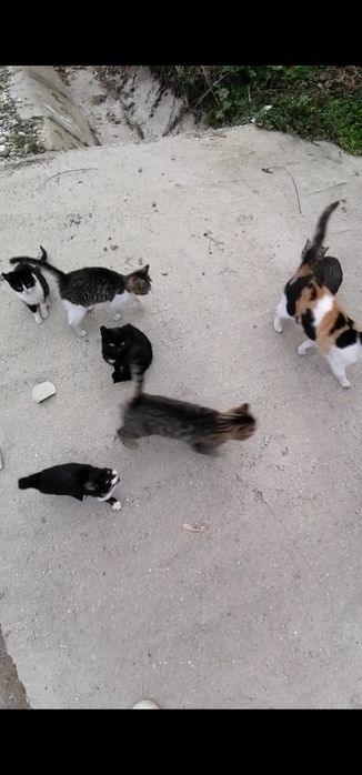 pisicuțe pentru adopție