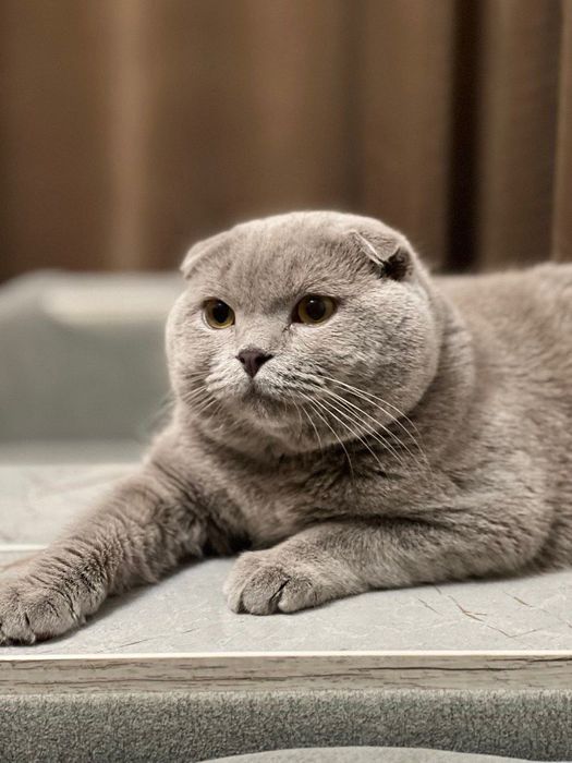 Коты приглашают на вязку
