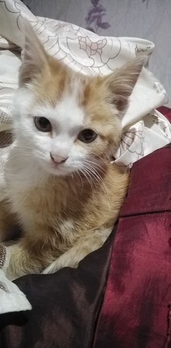 Хорошо Кошечка  в добрые, ответственные руки