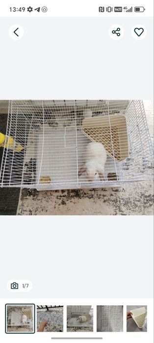 Срочно продается Кролик