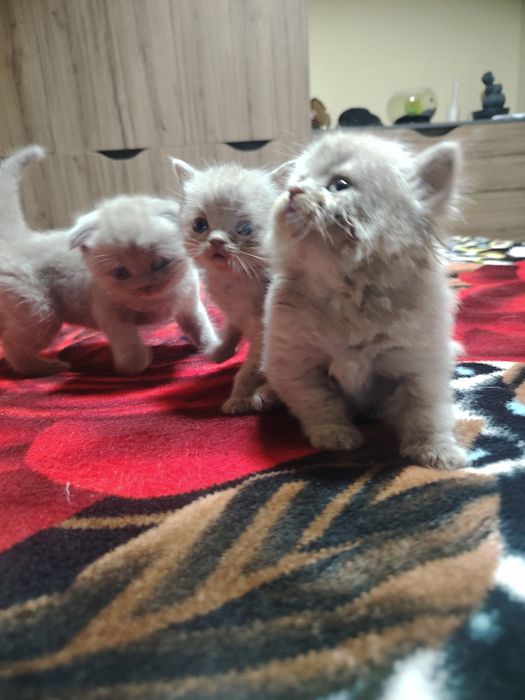 Cadoul perfect de Crăciun