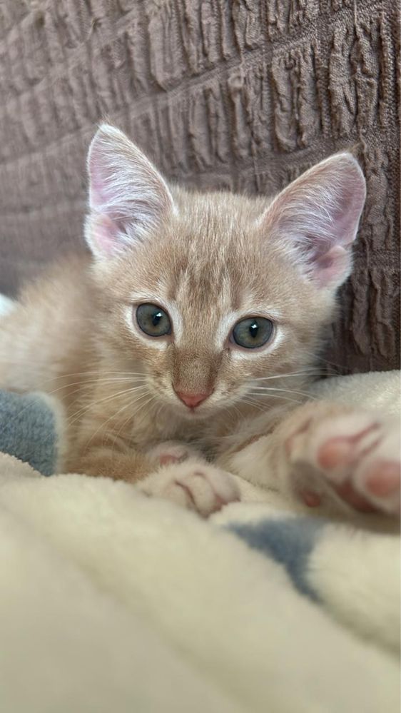 Ищет дом безумно милый котик ))