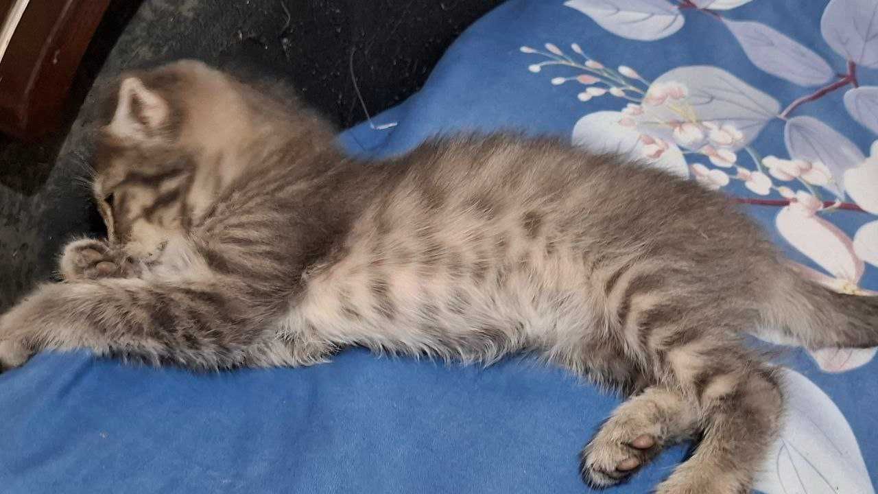 Отдам котёнка в добрые руки
