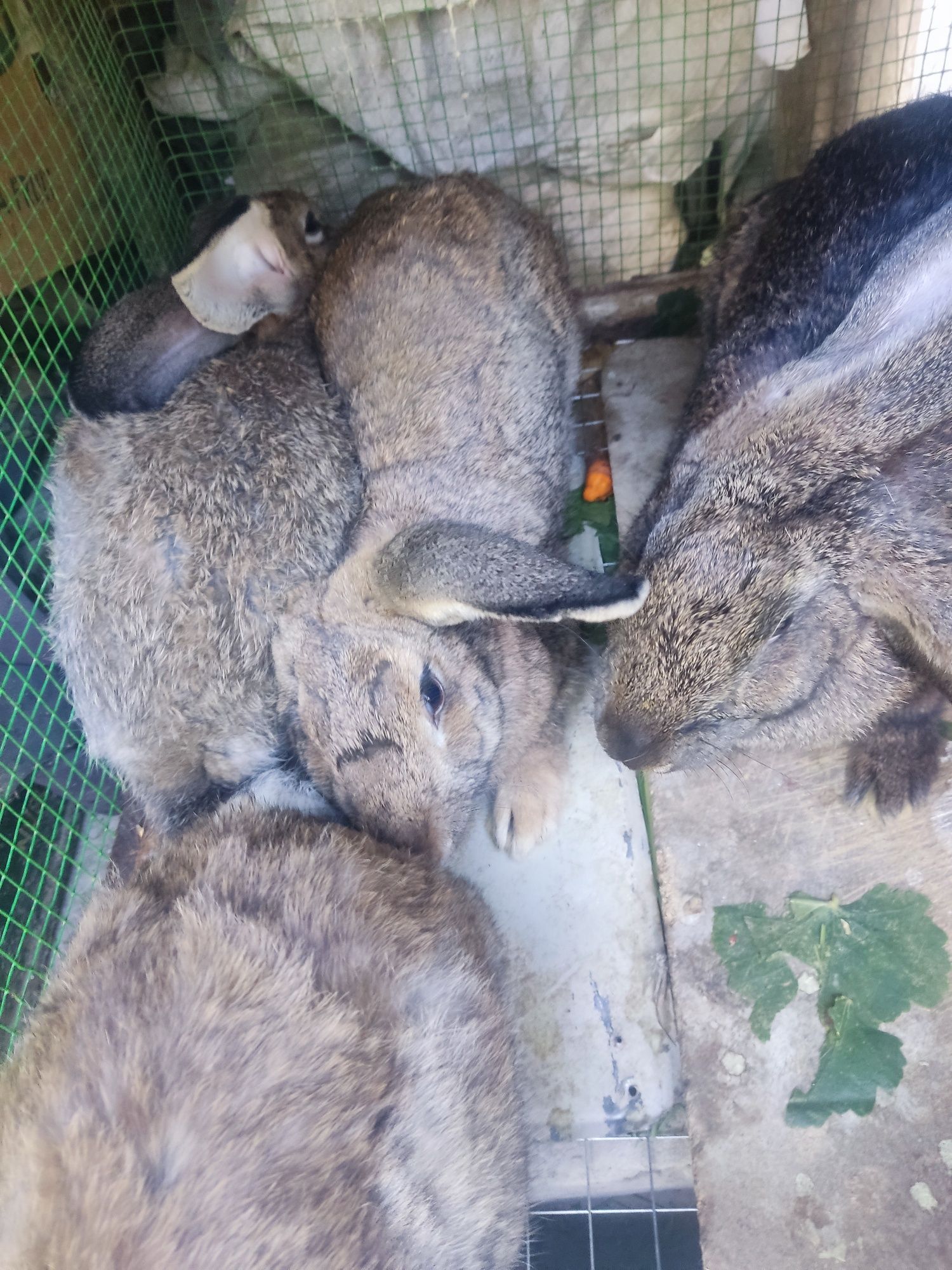 Flandr va velekan quyonlar sotiladi 1 oylik