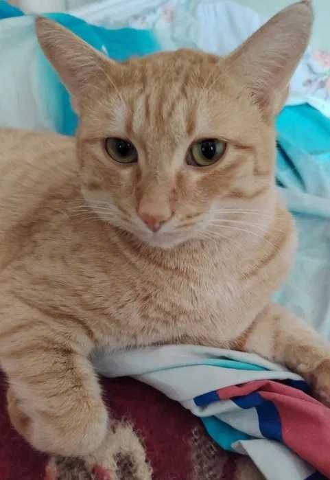 Ласковый Рыжик ждет свою семью, лоток знает. Очень благодарный кот.