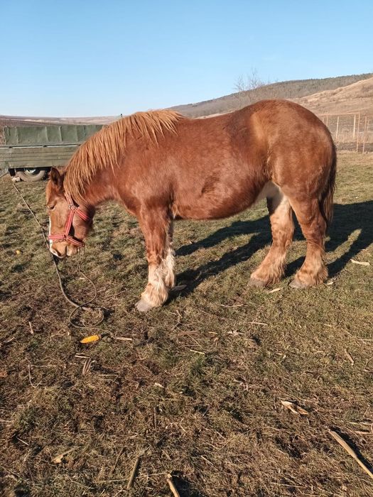Se vinde mânz si doua iepe