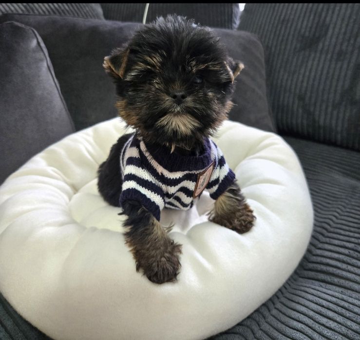 Йоркшерски териер ,Йорки мини