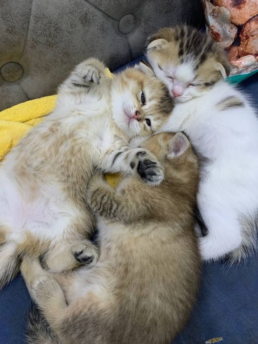 Продаёте британские золотые шиншиллы