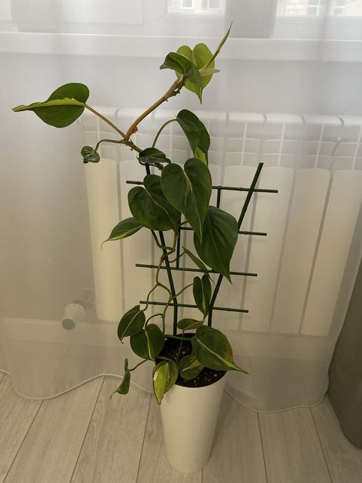 Продам комнатный цветок