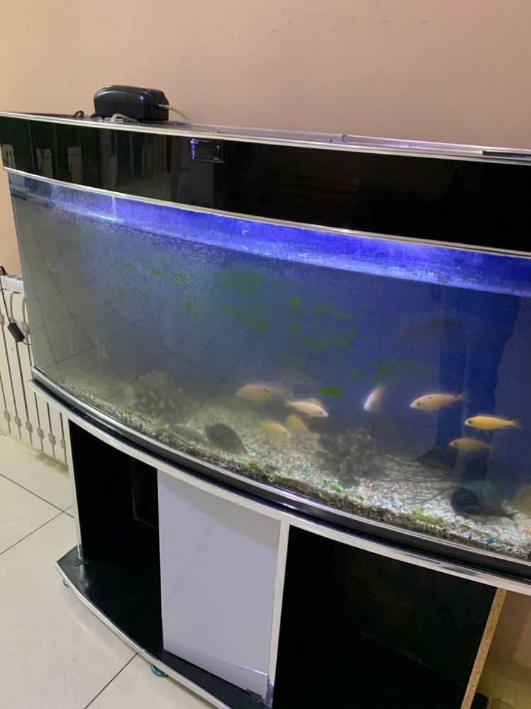 Akvarium tozalash xizmati .Обслуживание и чистка аквариумов