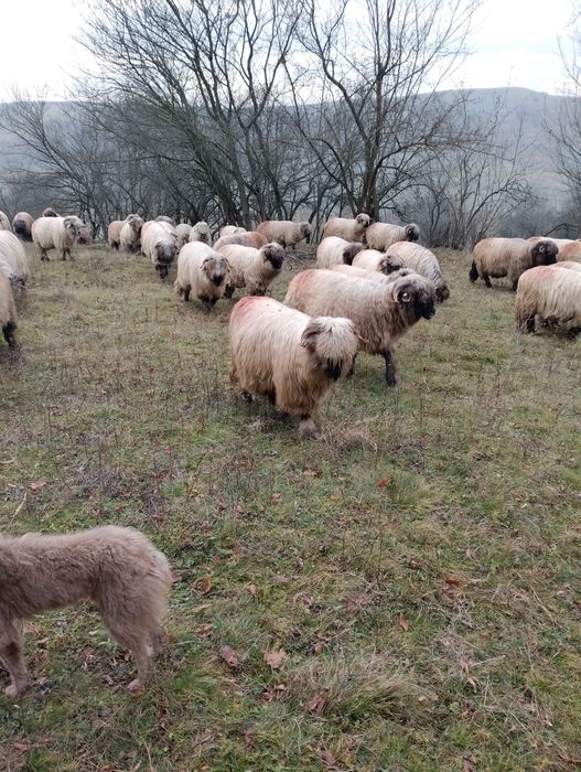 Oi bucalai disponibile