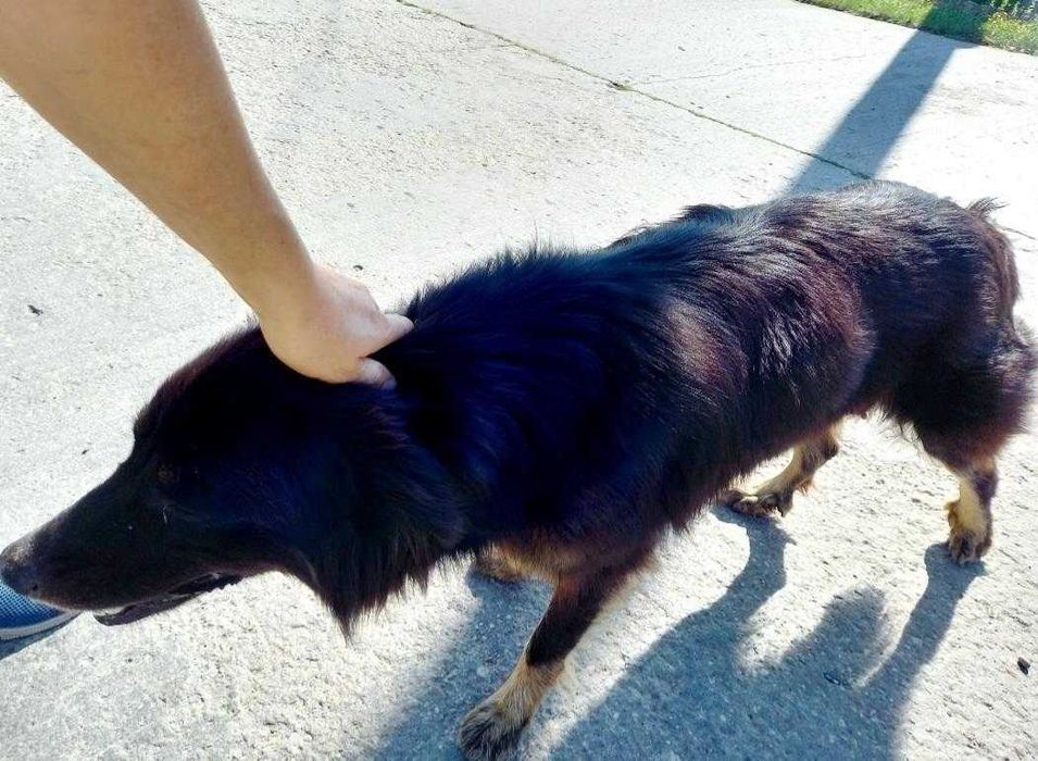 Adoptie catea de curte