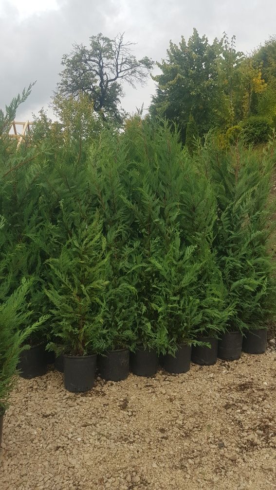 Leylandii și tuia Smaragd la 2.3m - 2.5m/ calitate extra/ super oferta