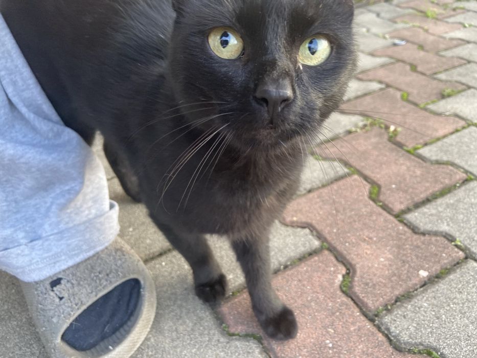 2 pisici spre adoptie