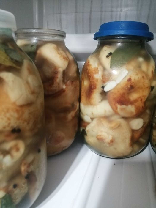 грибы маринованные