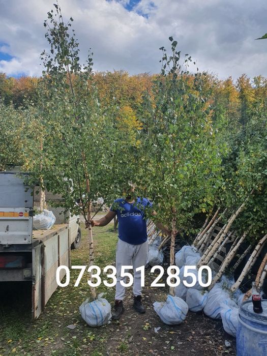 Tuia/mesteacan/tei argintiu/leylandii