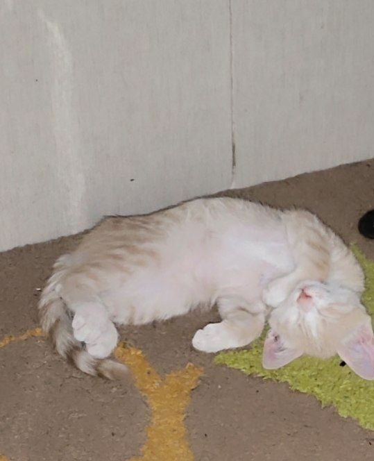 Отдам бесплатно   котенка мальчика
